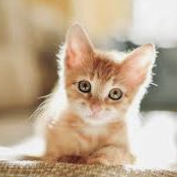 Kitten