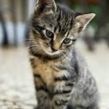 Kitten
