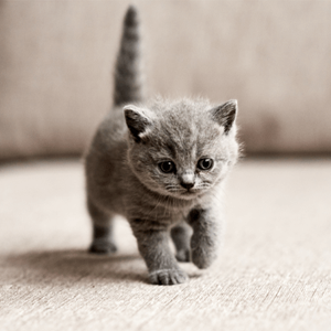 Kitten