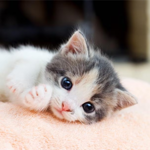 Kitten