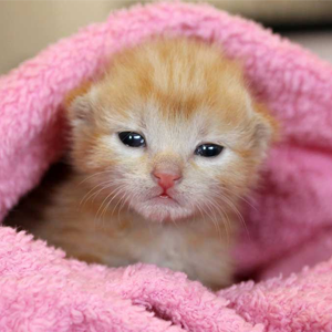 Kitten
