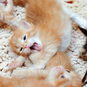Kitten