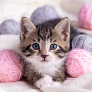 Kitten