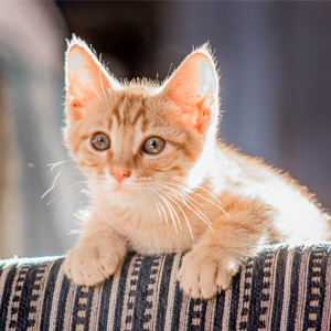 Kitten